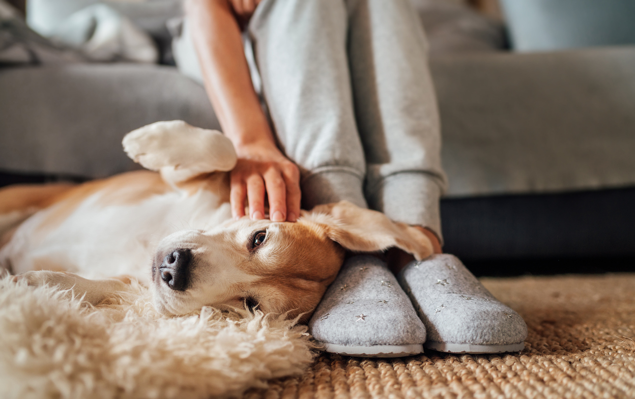 5 dicas para eliminar os odores deixados pelos pets para manter uma casa fresca e limpa